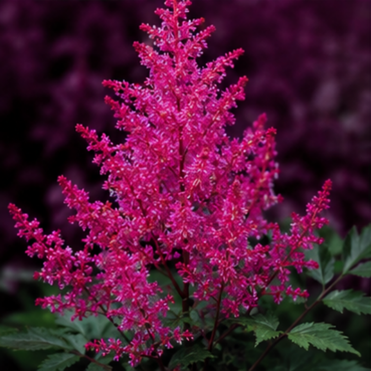 🌸Shade Garden Beauty Astilbe – Hardy, Easy-Care Flowering Bulbs🌿