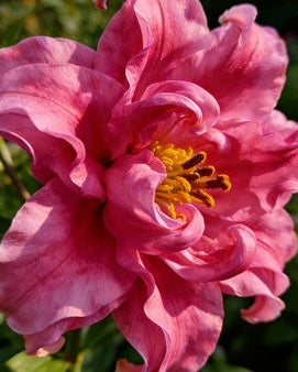 🌸56% OFF Romantic Double Lily Bulbs🌼