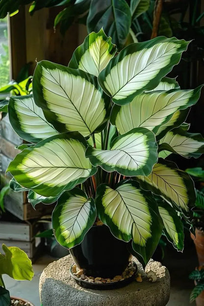 🌱 Rare Giant Hosta Bulbs – Lush, Tall & Shade-Loving Garden Beauty