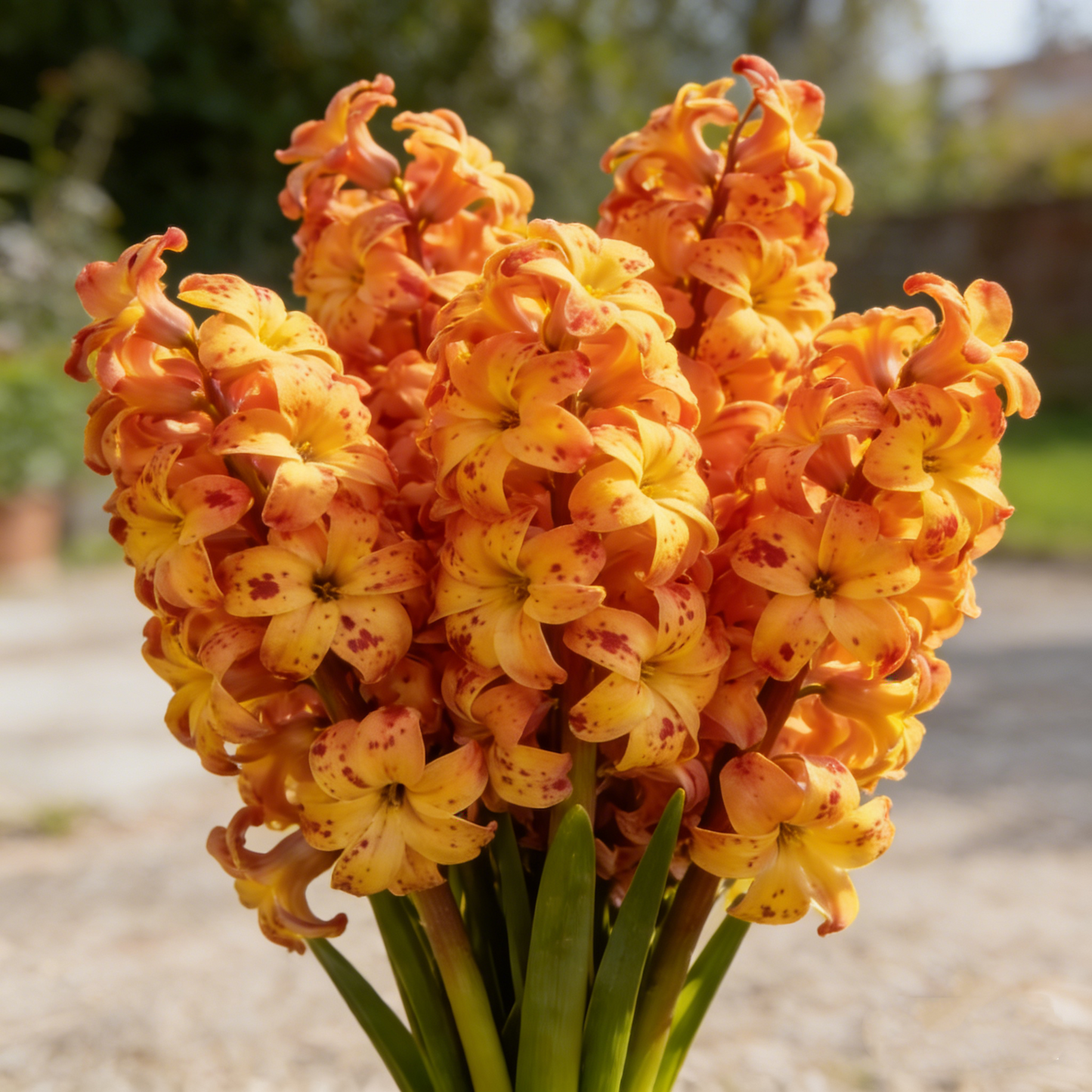 🌟New Arrival🌷Premium Hyacinth Bulbs – Fragrant Color Mix✨