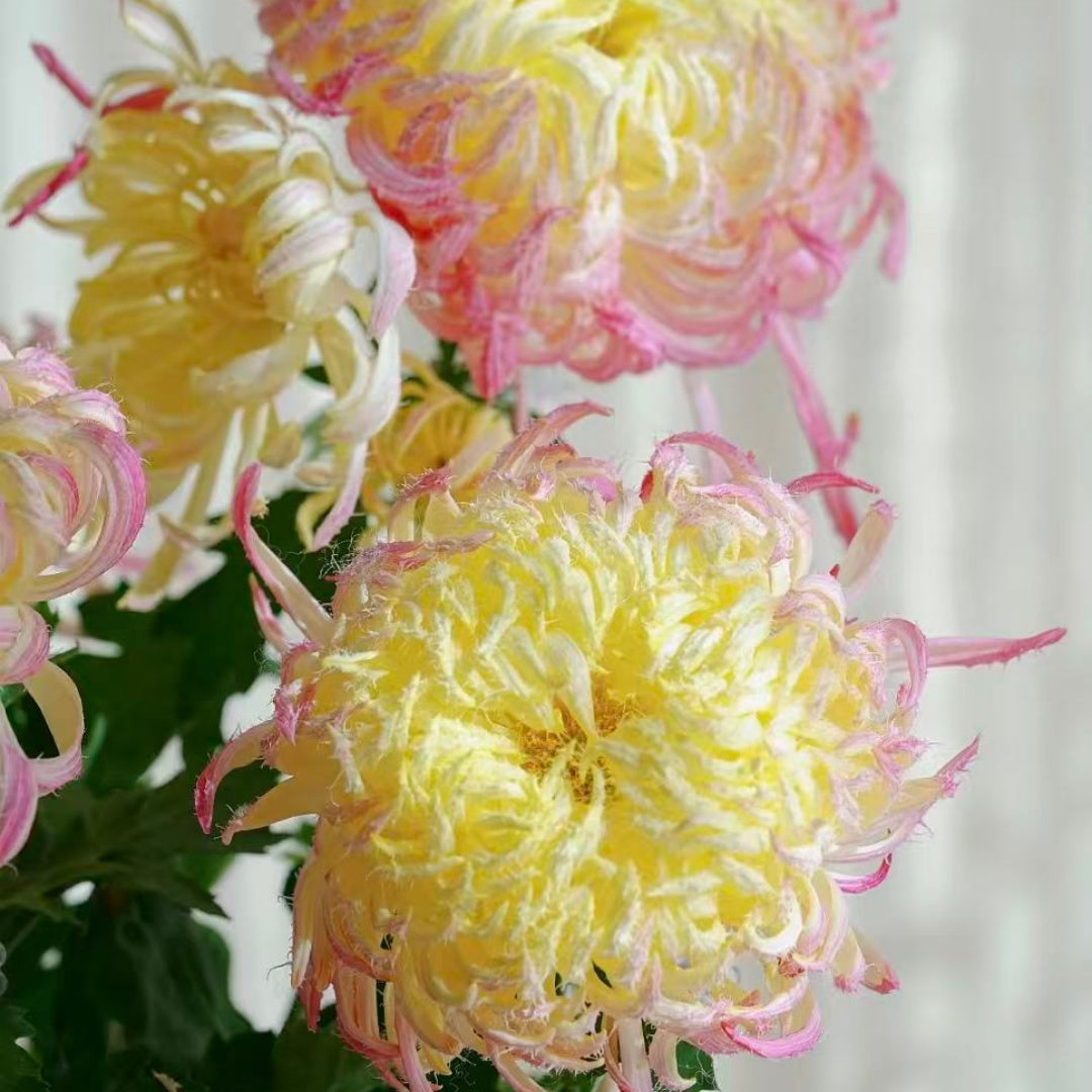 🌼Goose Feather Chrysanthemum Seeds – Mixed Color Pack ✨