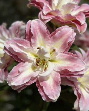 🌸56% OFF Romantic Double Lily Bulbs🌼