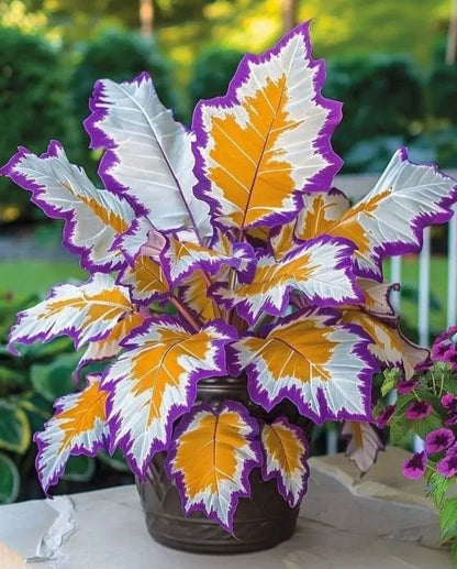 🌱 Rare Giant Hosta Bulbs – Lush, Tall & Shade-Loving Garden Beauty