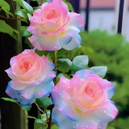 Western Mandala Lancaros Rose