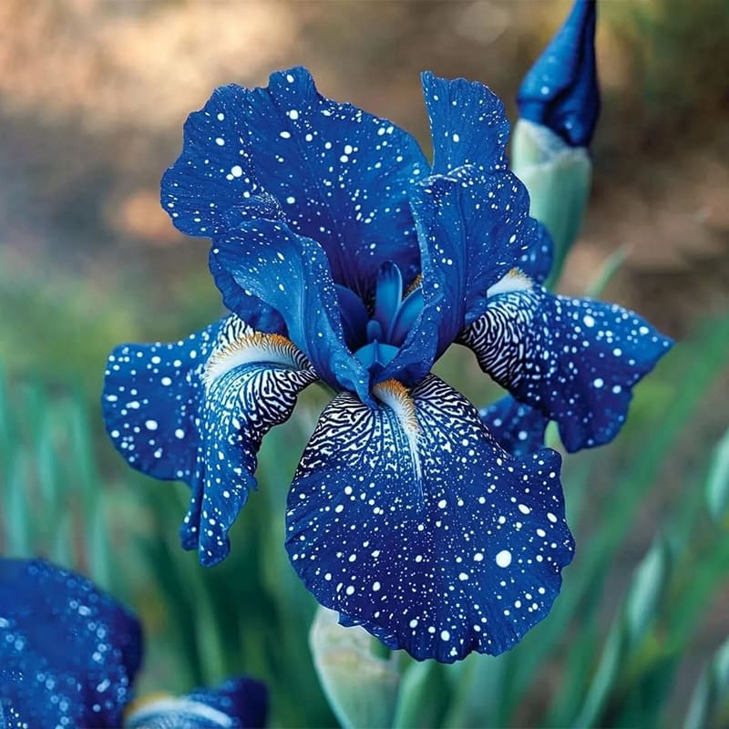 ⚜️Signature Tall Bearded Iris – Premium Garden Edition⚜️