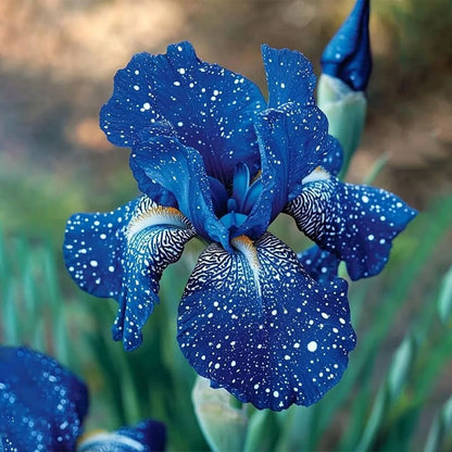 ⚜️Signature Tall Bearded Iris – Premium Garden Edition⚜️