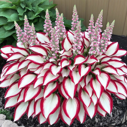 🌿 Unique Hosta Seeds – Freshly Shipped From Oregon 🌱