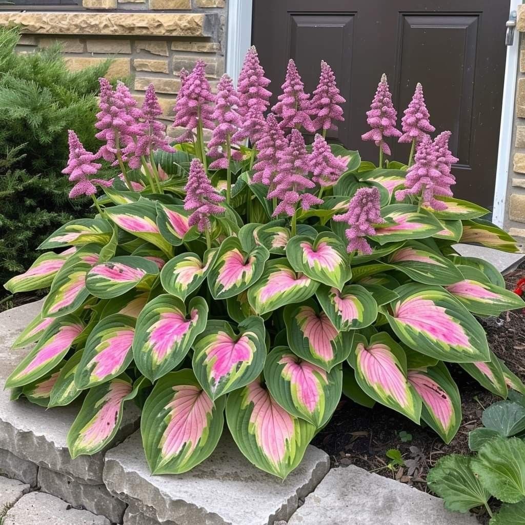 🌿 Unique Hosta Seeds – Freshly Shipped From Oregon 🌱