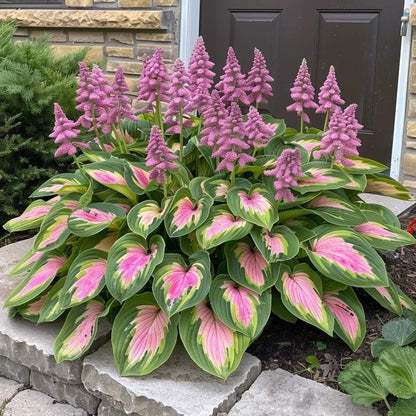 🌿 Unique Hosta Seeds – Freshly Shipped From Oregon 🌱