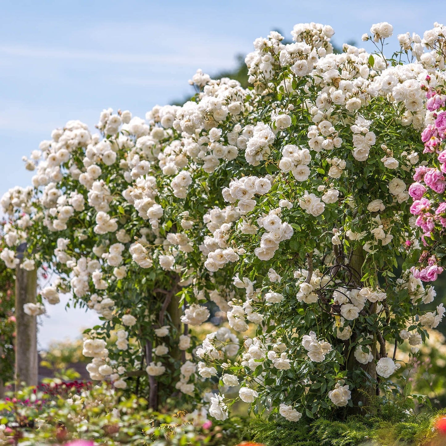 White Climbing Rose Seeds