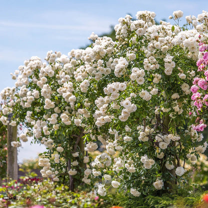 White Climbing Rose Seeds