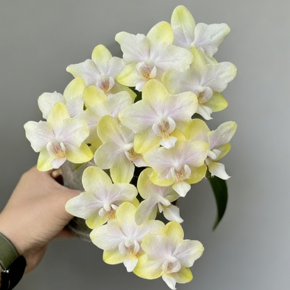 🎁2026 Must Plant🌺Premium Phalaenopsis Orchid Seeds✨