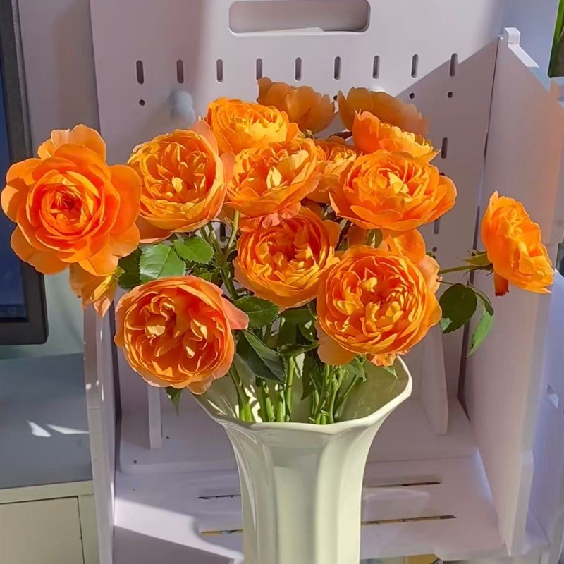 🌹Spray Rose Seeds · Multi-Bloom Elegance ✨