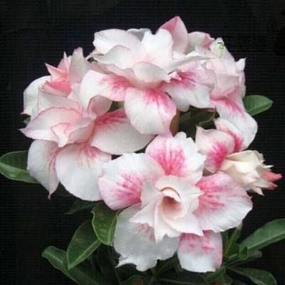 ✨Desert Rose Seeds🌹Heat-Resistant✨