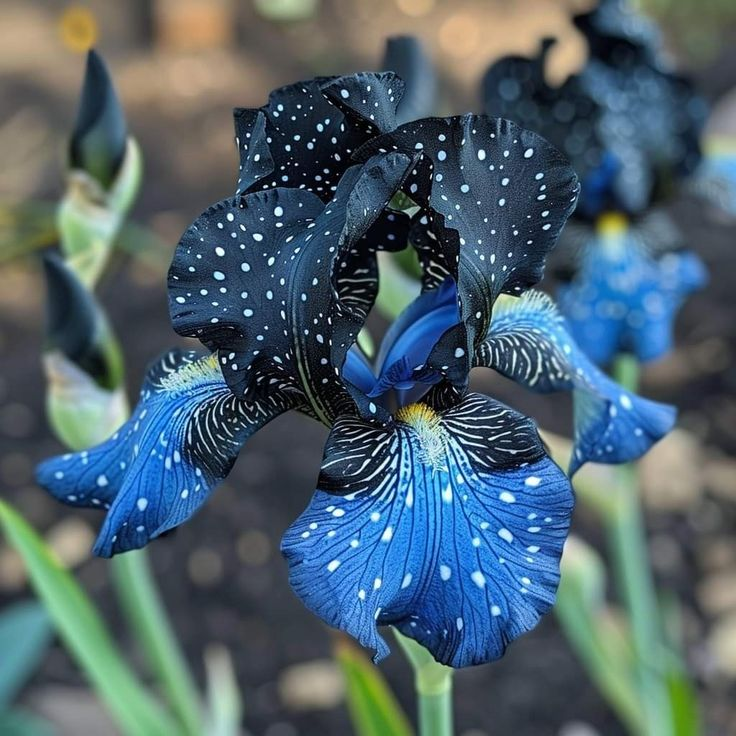 ⚜️Signature Tall Bearded Iris – Premium Garden Edition⚜️