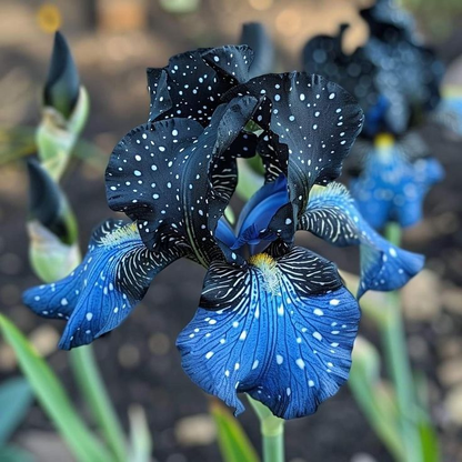 ⚜️Signature Tall Bearded Iris – Premium Garden Edition⚜️