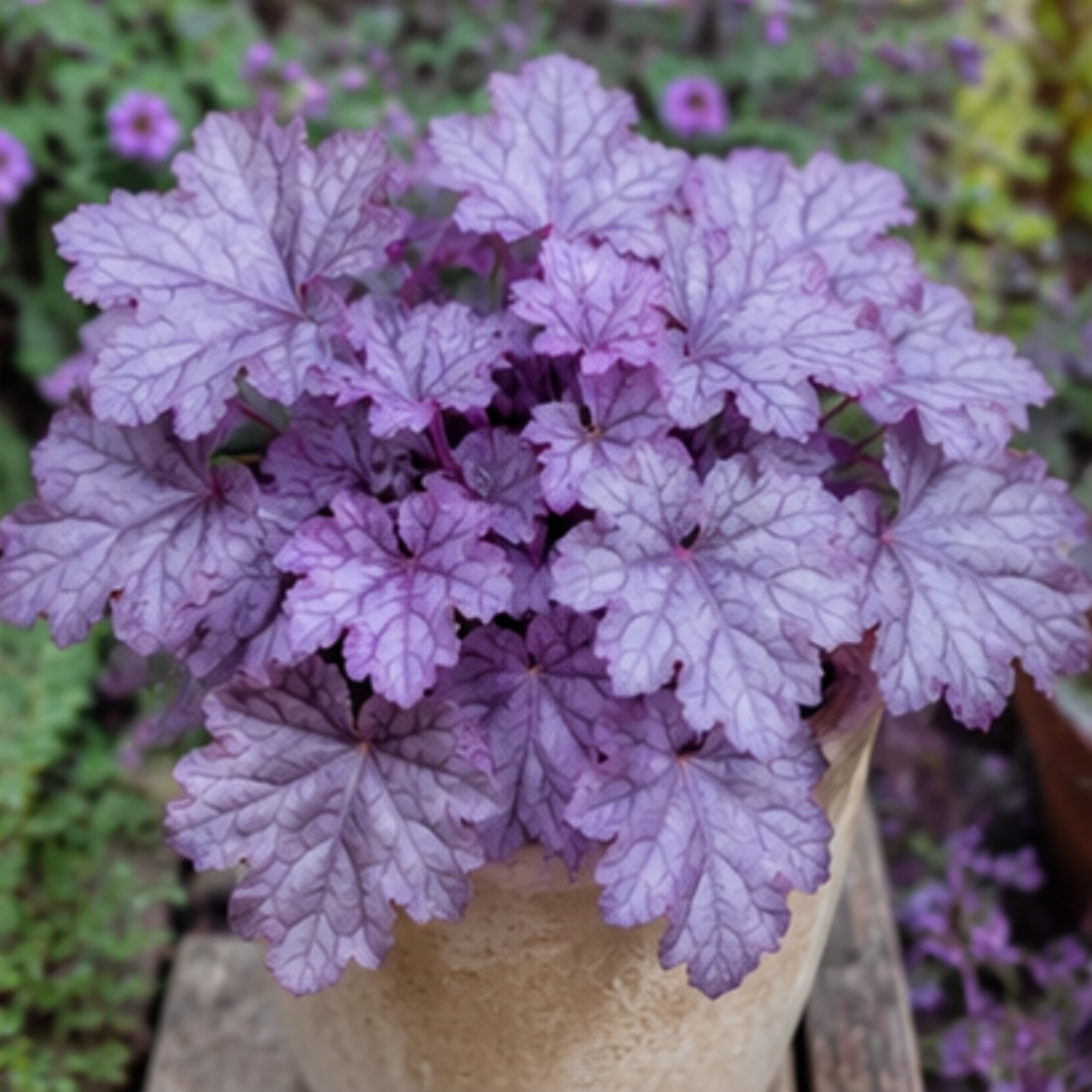 🎨Add Elegant Color to Your Garden - 🌱Heuchera Seeds🌿