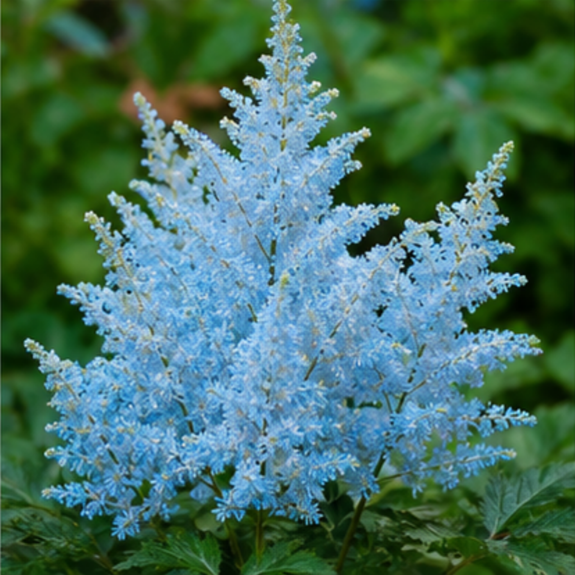 🌸Shade Garden Beauty Astilbe – Hardy, Easy-Care Flowering Bulbs🌿