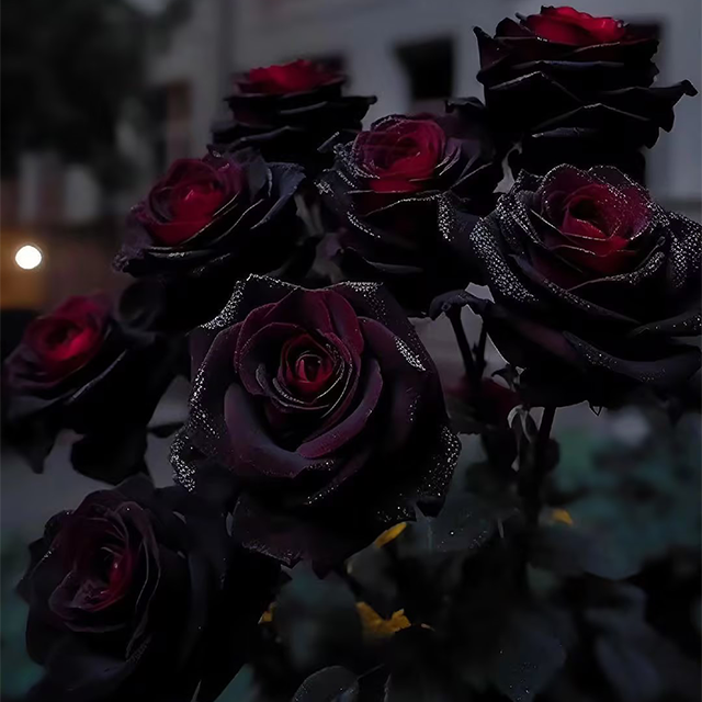 Rare Black And Red Rosehip Seeds