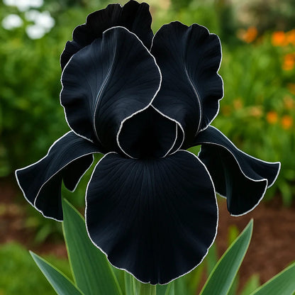 ⚜️Signature Tall Bearded Iris – Premium Garden Edition⚜️