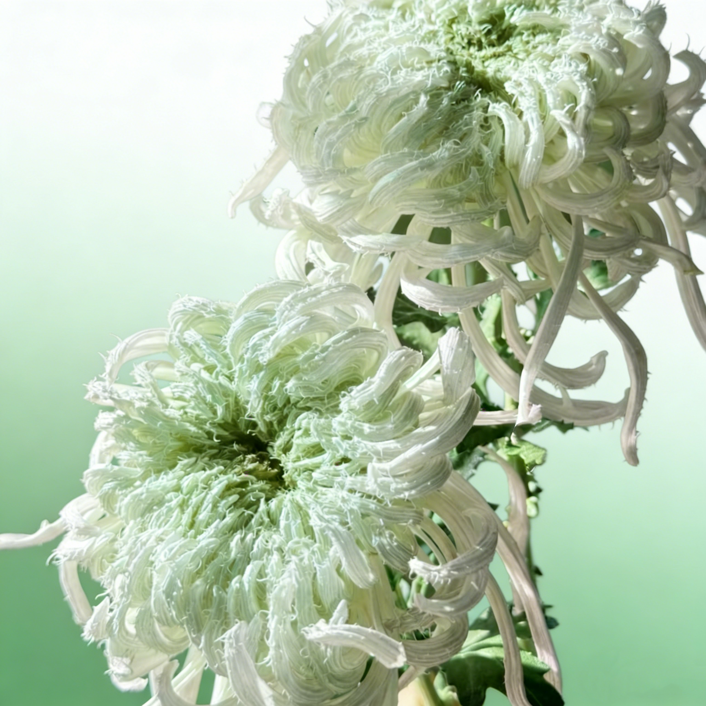 🌼Goose Feather Chrysanthemum Seeds – Mixed Color Pack ✨