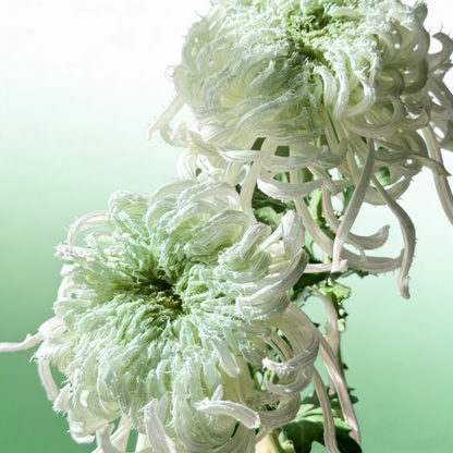 🌼Goose Feather Chrysanthemum Seeds – Mixed Color Pack ✨
