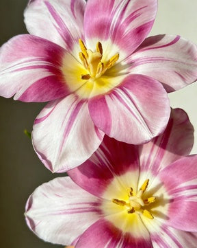 🌸56% OFF Romantic Double Lily Bulbs🌼