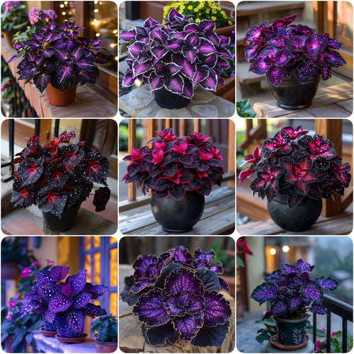 🌌 Rare Galaxy Polka Dot Begonia – Stunning Foliage for Stylish Spaces ☘️✨