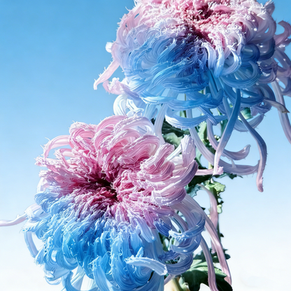 🌼Goose Feather Chrysanthemum Seeds – Mixed Color Pack ✨