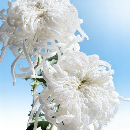 🌼Goose Feather Chrysanthemum Seeds – Mixed Color Pack ✨
