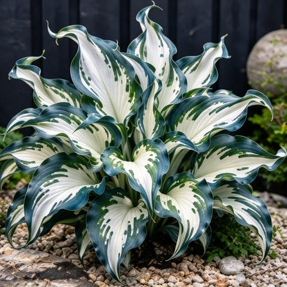 🔥 Rare Fireburst Hosta Bulbs – Eye-Catching Flame-Like Multicolor Foliage