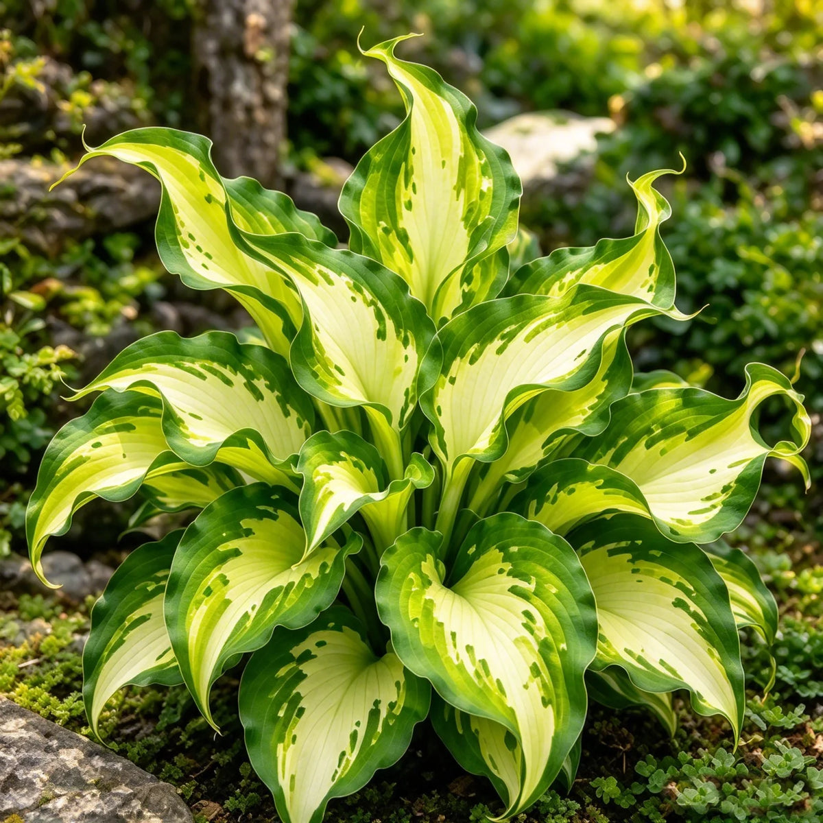 🔥 Rare Fireburst Hosta Bulbs – Eye-Catching Flame-Like Multicolor Foliage