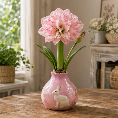 🔥 No Soil! No Water! Just Blooms! 🌺 Watch These Waxed Amaryllis Bulbs Come to Life!