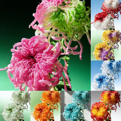 🌼Goose Feather Chrysanthemum Seeds – Mixed Color Pack ✨