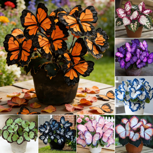 🦋🌺Butterfly Begonia Seeds | Premium Ornamental Flowers for Home Gardening 🌿