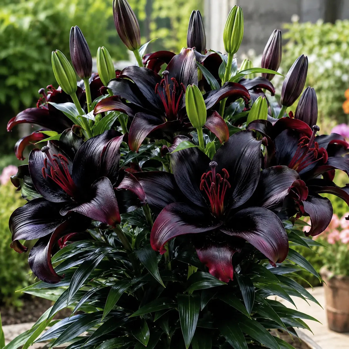 ✨ Fast-Blooming Lily Bulbs – Effortless Garden Beauty from Premium Bulbs