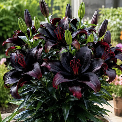 ✨ Fast-Blooming Lily Bulbs – Effortless Garden Beauty from Premium Bulbs