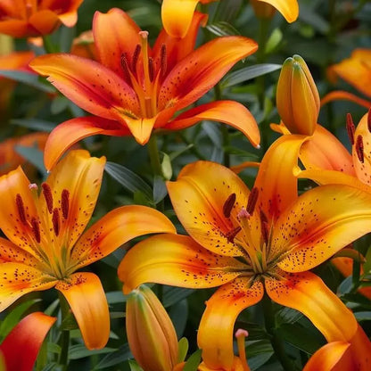 ✨ Fast-Blooming Lily Bulbs – Effortless Garden Beauty from Premium Bulbs