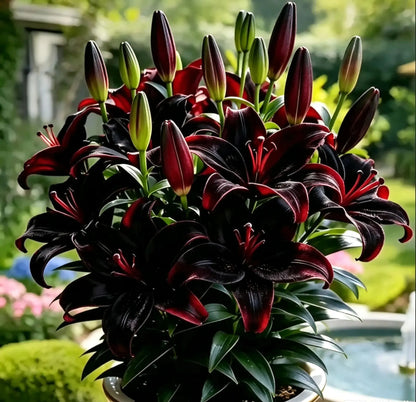 ✨ Fast-Blooming Lily Bulbs – Effortless Garden Beauty from Premium Bulbs
