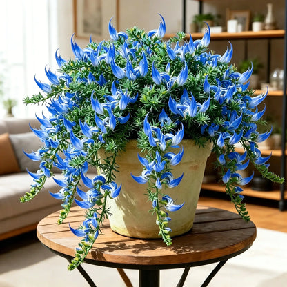 🌿🦜 Rare Parrot Beak Spider Plant 🔥 Blooms for up to 300 Days a Year!🪴