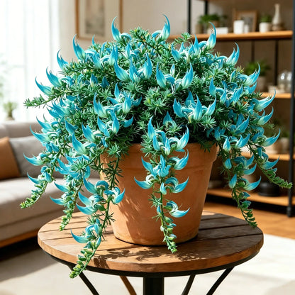 🌿🦜 Rare Parrot Beak Spider Plant 🔥 Blooms for up to 300 Days a Year!🪴