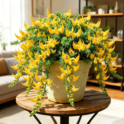🌿🦜 Rare Parrot Beak Spider Plant 🔥 Blooms for up to 300 Days a Year!🪴