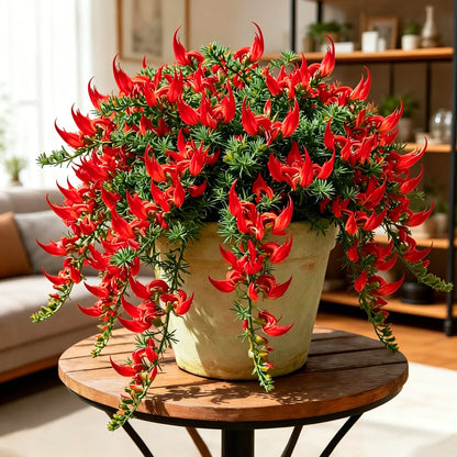 🌿🦜 Rare Parrot Beak Spider Plant 🔥 Blooms for up to 300 Days a Year!🪴