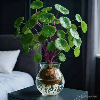 🎈🪴 Red Rattan Stephania Erecta – The Ultimate Low-Maintenance Houseplant🌿