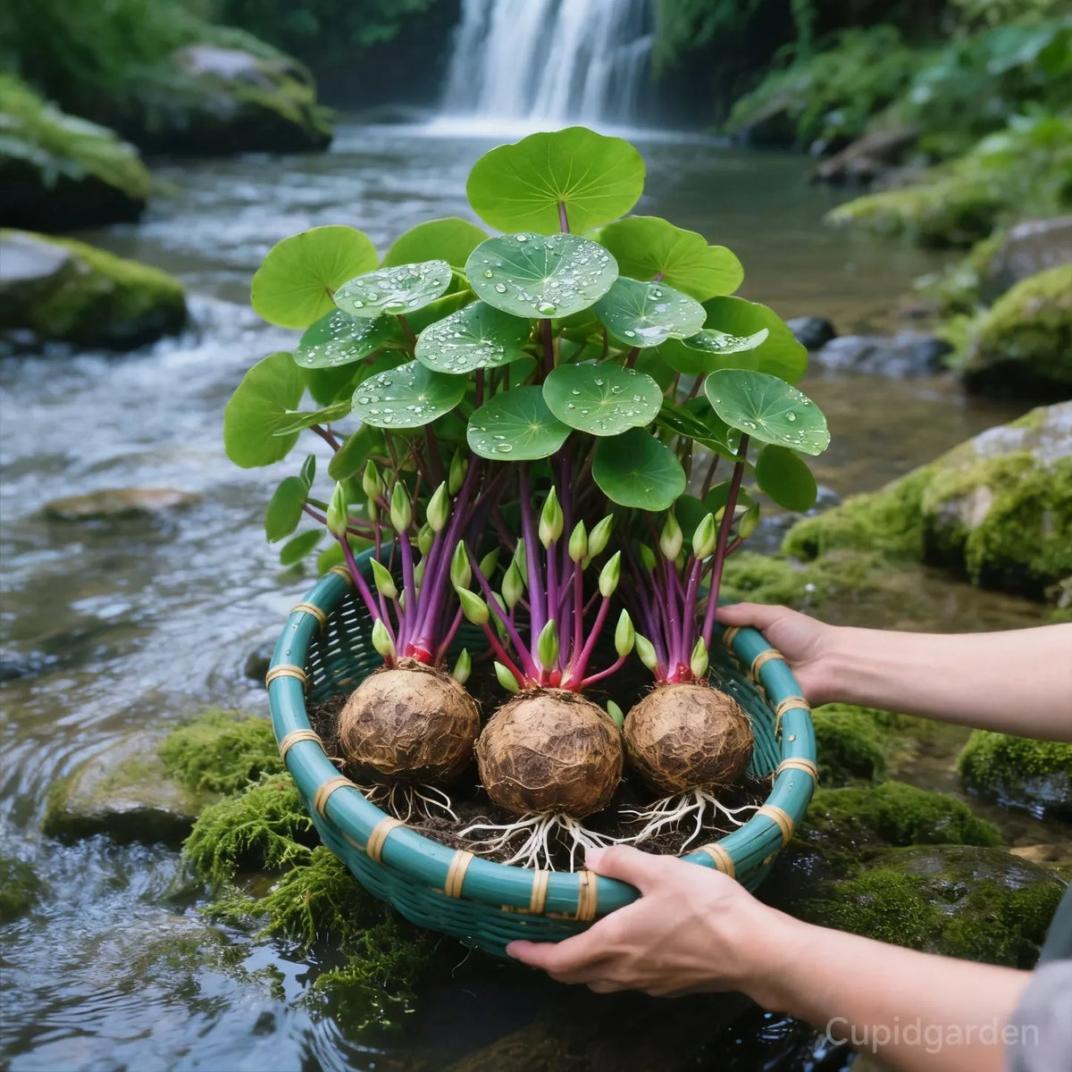 🎈🪴 Red Rattan Stephania Erecta – The Ultimate Low-Maintenance Houseplant🌿