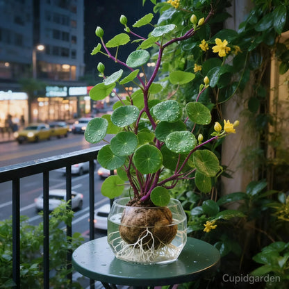 🎈🪴 Red Rattan Stephania Erecta – The Ultimate Low-Maintenance Houseplant🌿