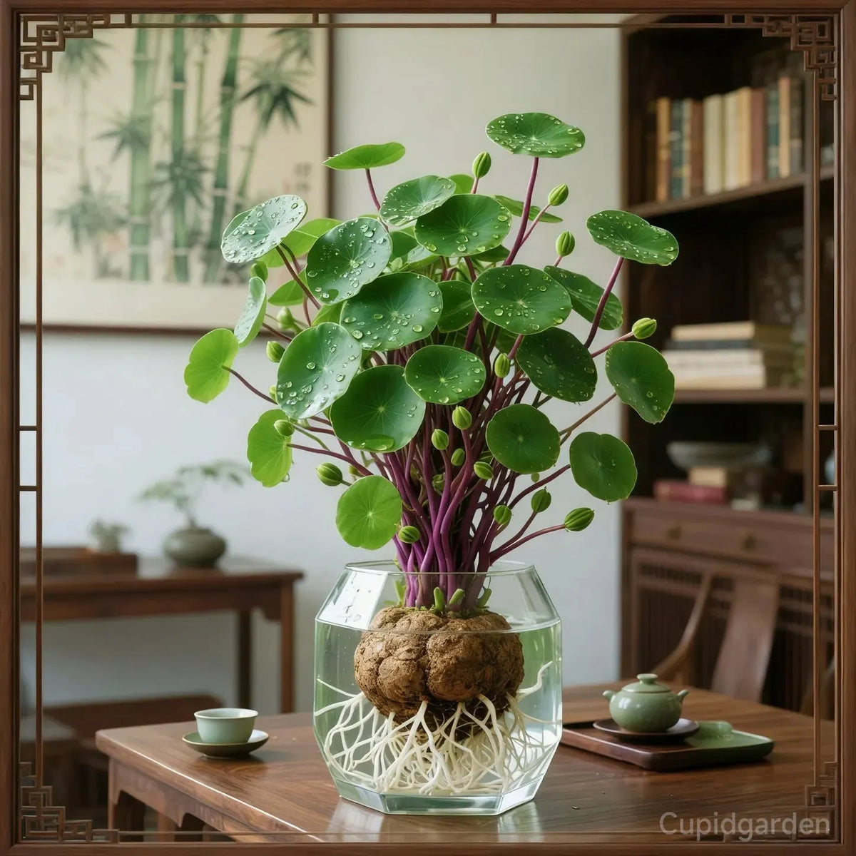 🎈🪴 Red Rattan Stephania Erecta – The Ultimate Low-Maintenance Houseplant🌿
