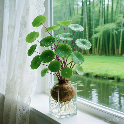🎈🪴 Red Rattan Stephania Erecta – The Ultimate Low-Maintenance Houseplant🌿