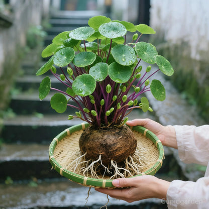 🎈🪴 Red Rattan Stephania Erecta – The Ultimate Low-Maintenance Houseplant🌿