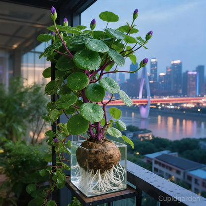 🎈🪴 Red Rattan Stephania Erecta – The Ultimate Low-Maintenance Houseplant🌿